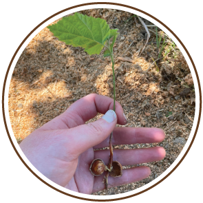 01 Oregon Organic Hazelnut Seedling.