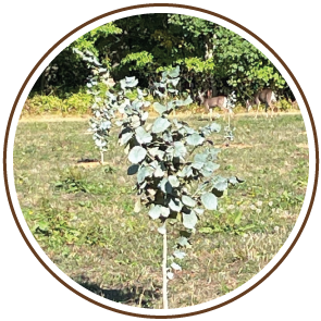 02 Oregon Organic Hazelnut Vegetative Growth.