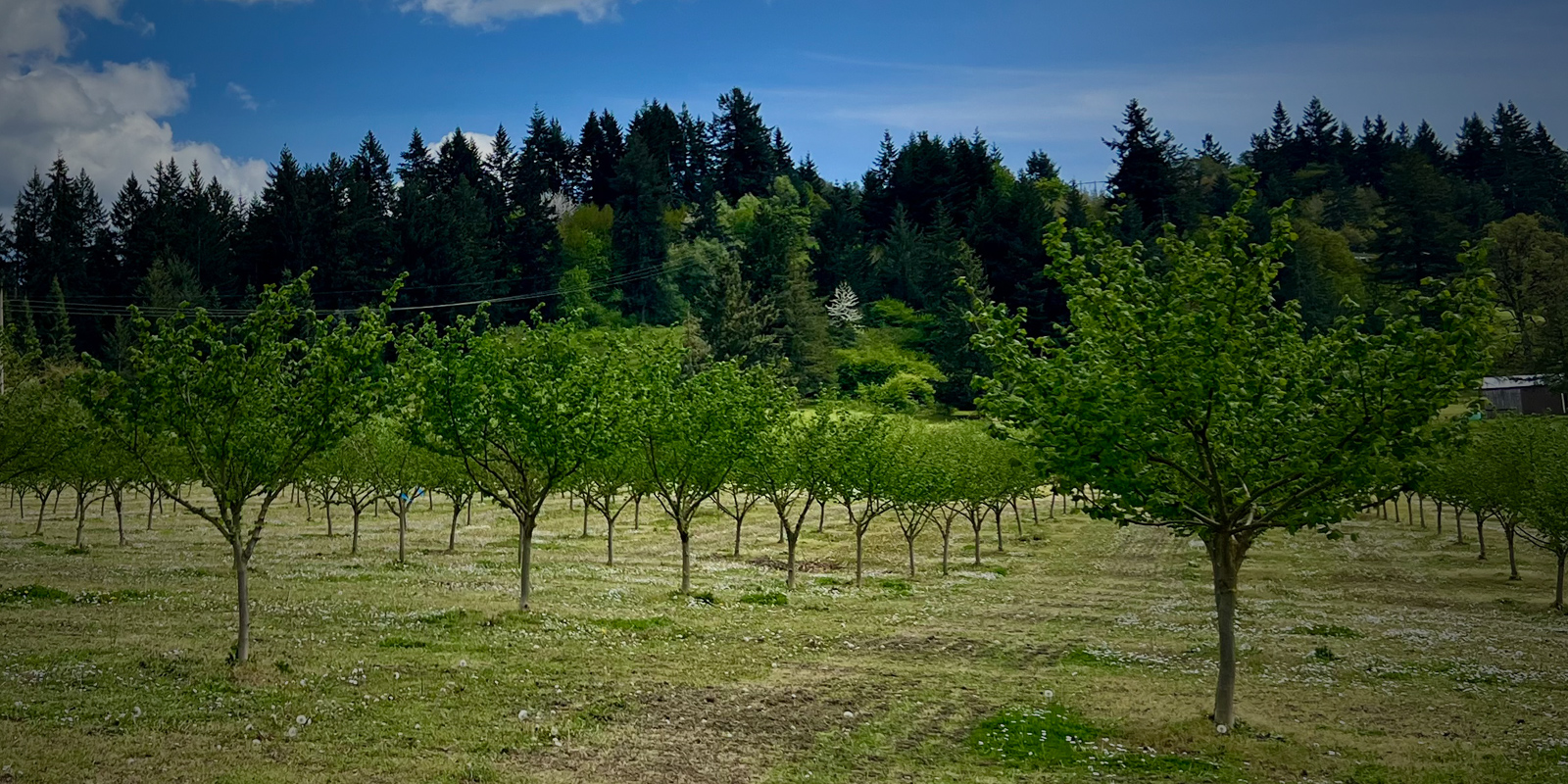 A view of Oregon Organic Hazelnut orchard.
