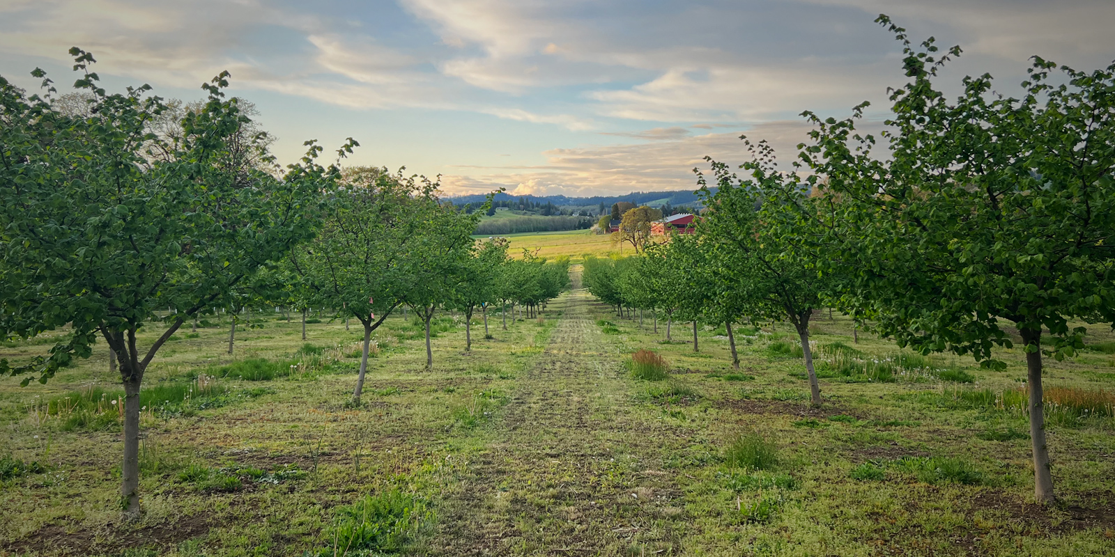 A view of Oregon Organic Hazelnut orchard.