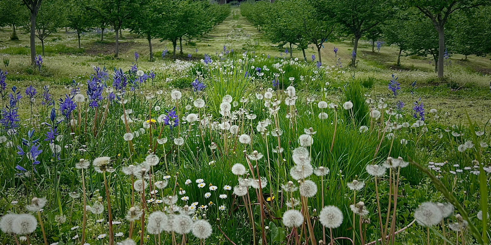 A view of Oregon Organic Hazelnut orchard with flowers on the foreground.