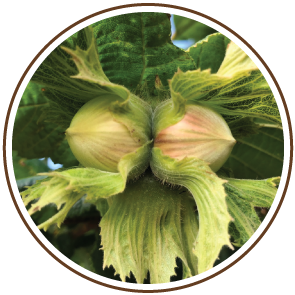 04 Oregon Organic Hazelnut Fruit Development.