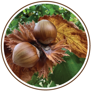 05 Oregon Organic Hazelnut Maturity and Harvest.