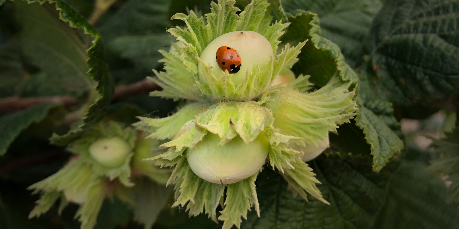 Oregon Organic Hazelnut Fruit development.
