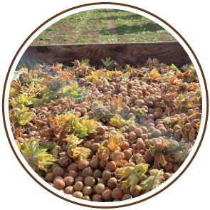 06 Oregon Organic Hazelnut Post-Harvest Processing.