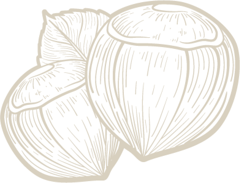2 Oregon Hazelnuts Illustration