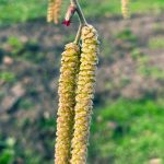 Catkins