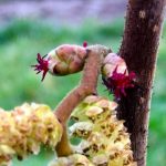 Female Flowers