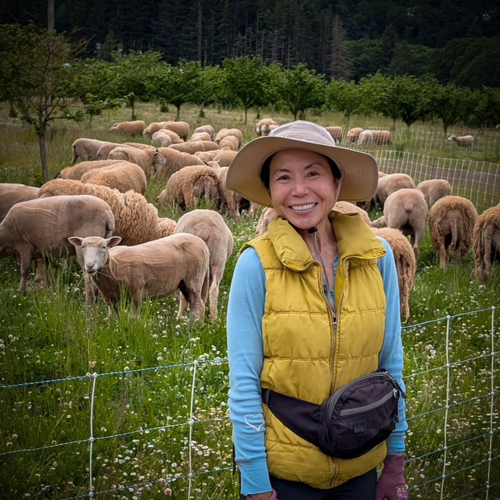 From-Sue-Square An image of a hazelnut grower tending her sheep in an orchard.