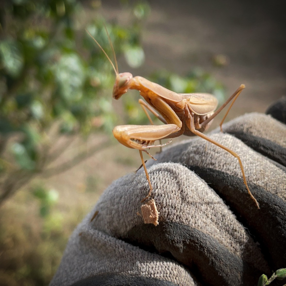 Grasshopper-square A close-up view of a Praying Mantis found in the orchard.