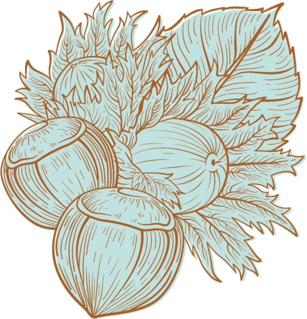 Oregon Hazelnuts With Husk Illustration
