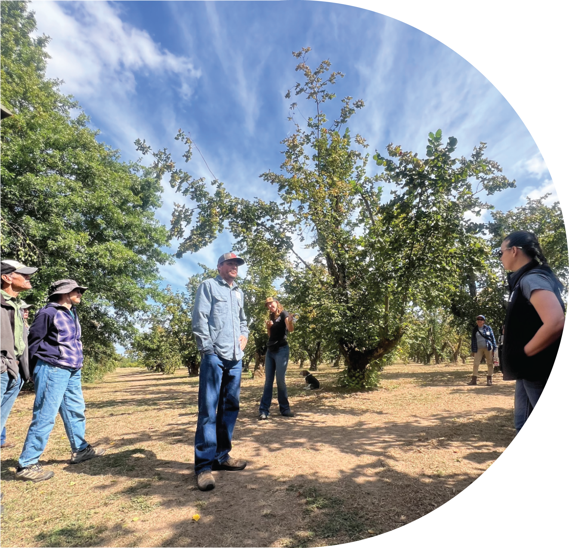 Oregon Organic Hazelnut growers visiting the orchard during springtime.