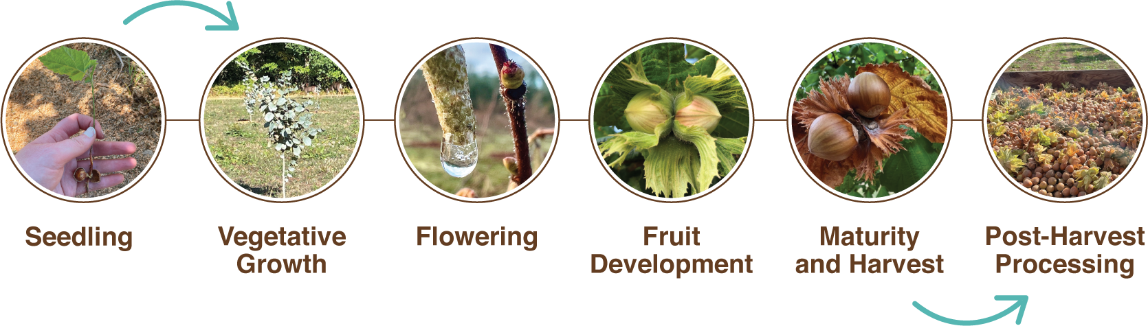 Lifestages-of-Hazelnuts