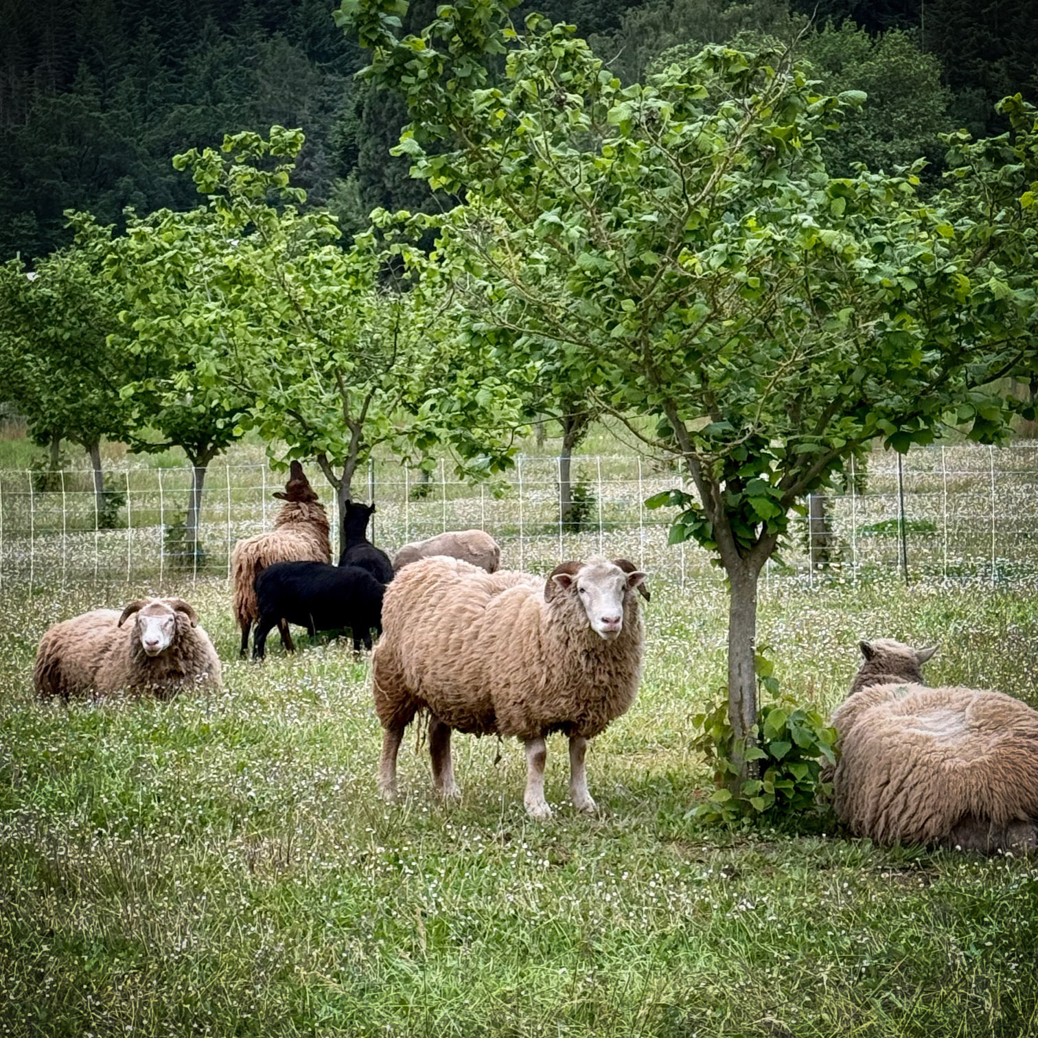 Sheep-Grazing-3-square An image of a few sheeps roaming freely in the orchard grounds.