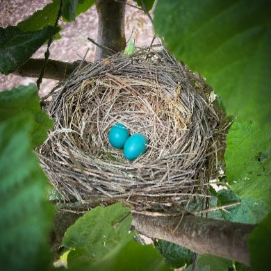 birds-nest-square An image of a birds nest with two blue eggs.