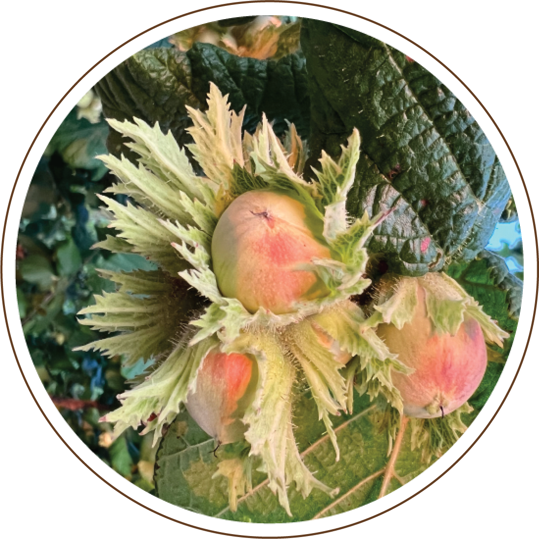 Oregon Organic Hazelnut Fruit Development.