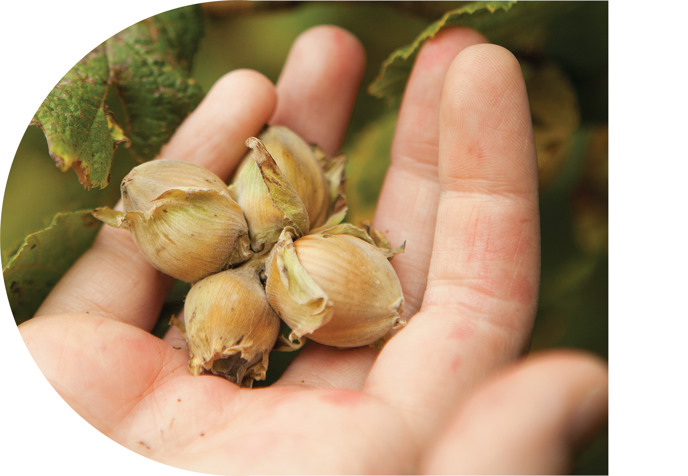 A hand holding a few hazelnuts.