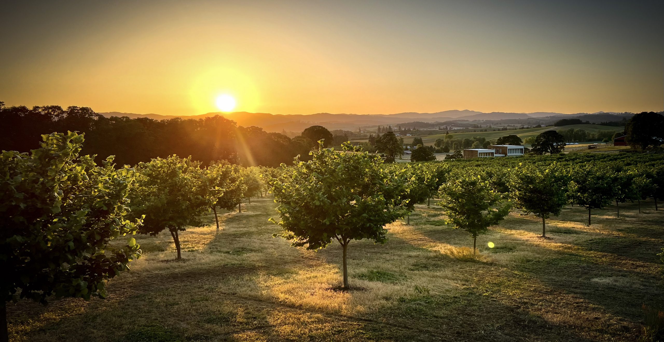 hero-sunset-orchard A view of Oregon Organic Hazelnut orchard during sunset.