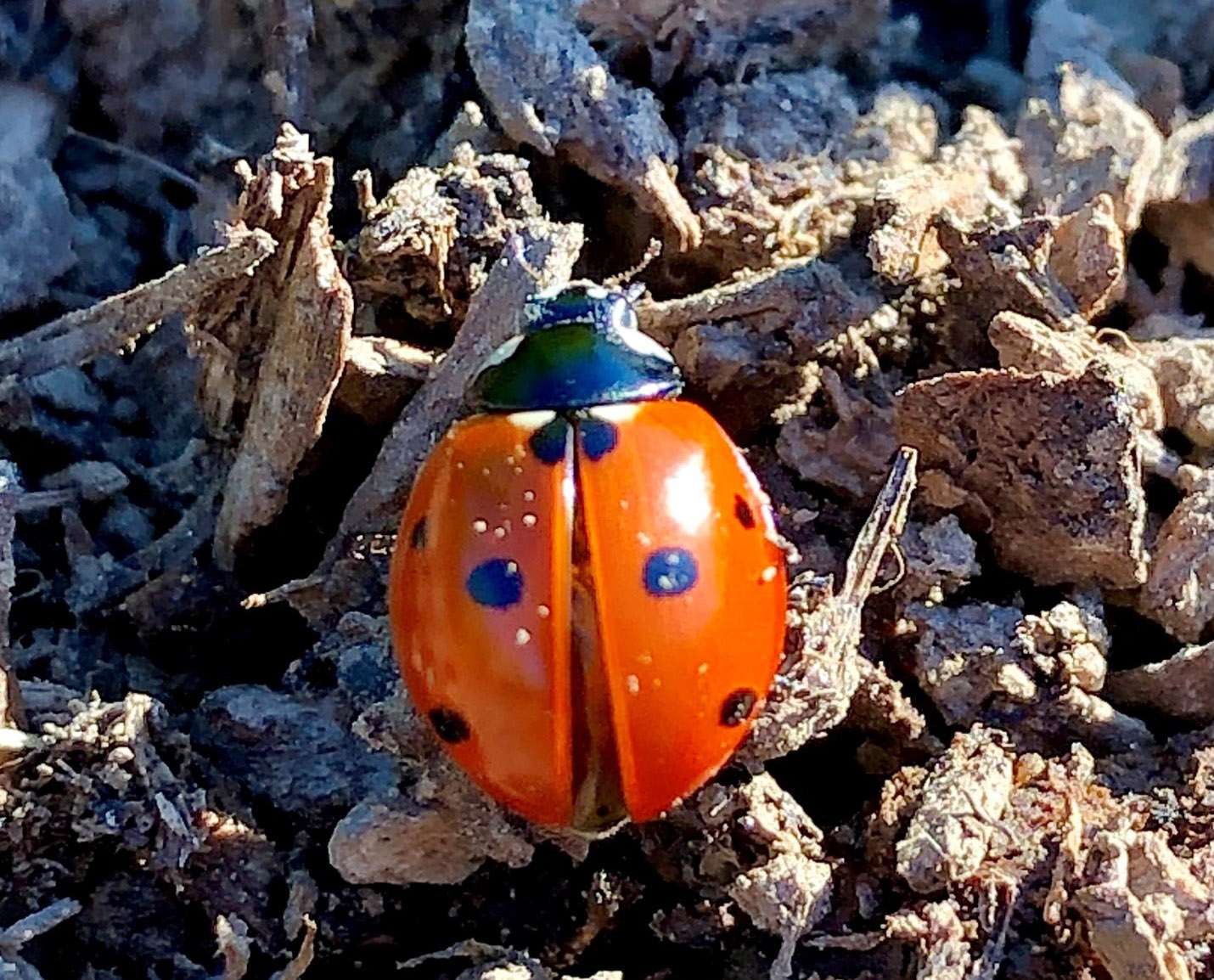 lady-bug-cropped A close-up view of a lady bug on orchard soil.